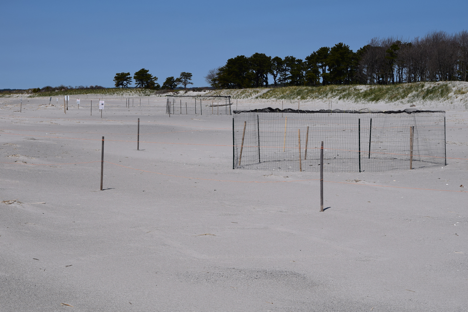 Piping Plover Enclosures