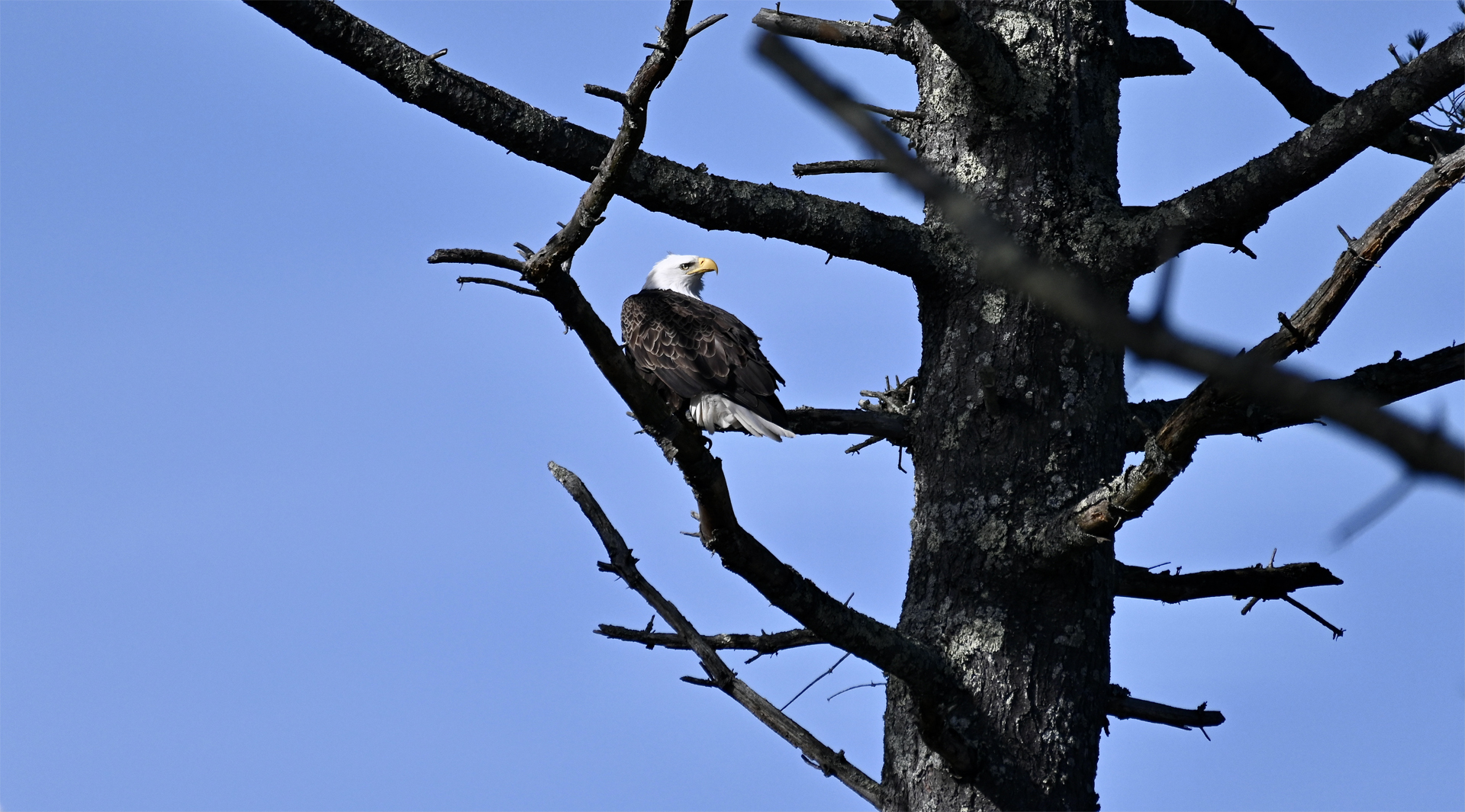 Eagle in Tree