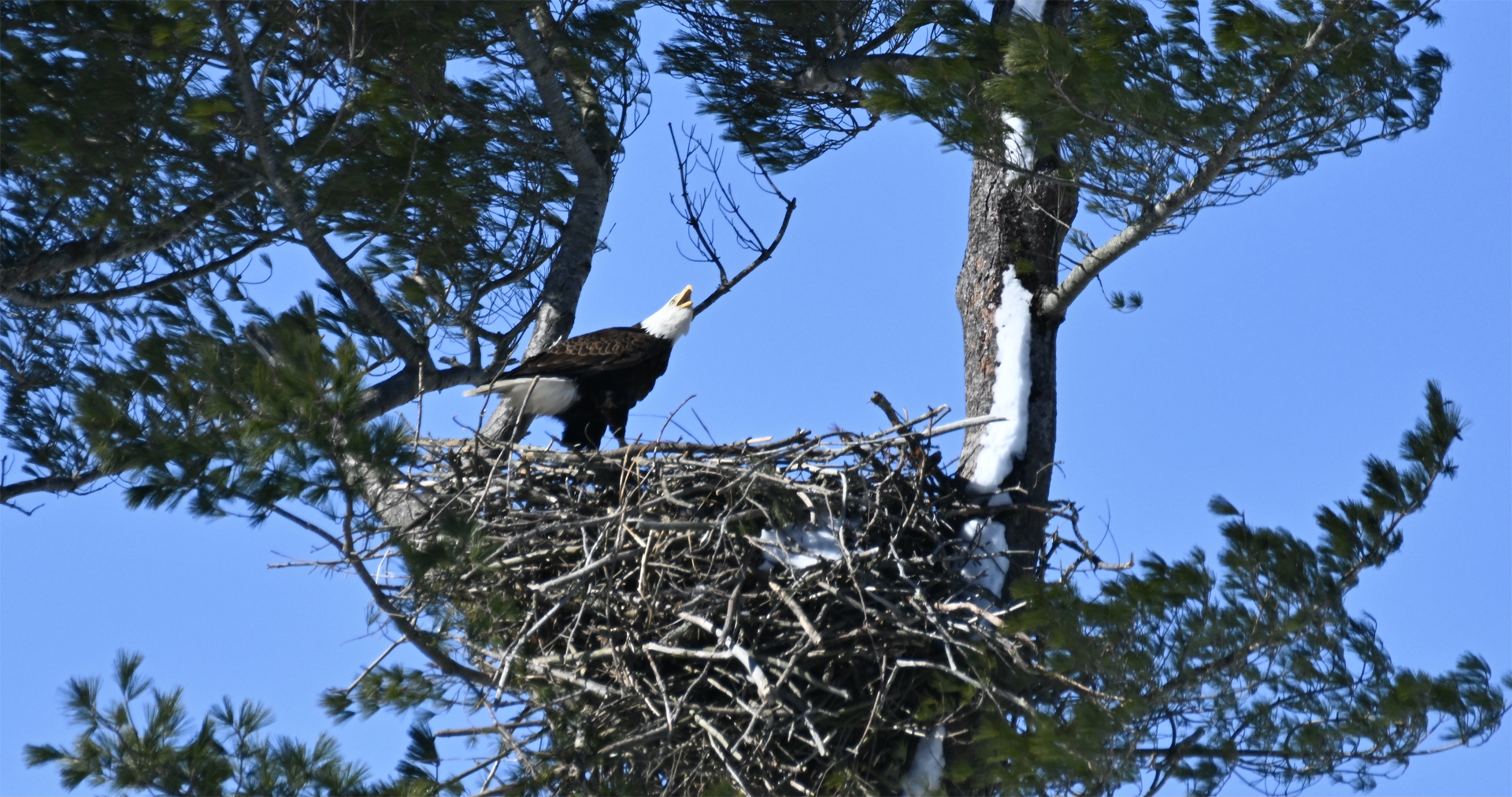 Eagle Food Source