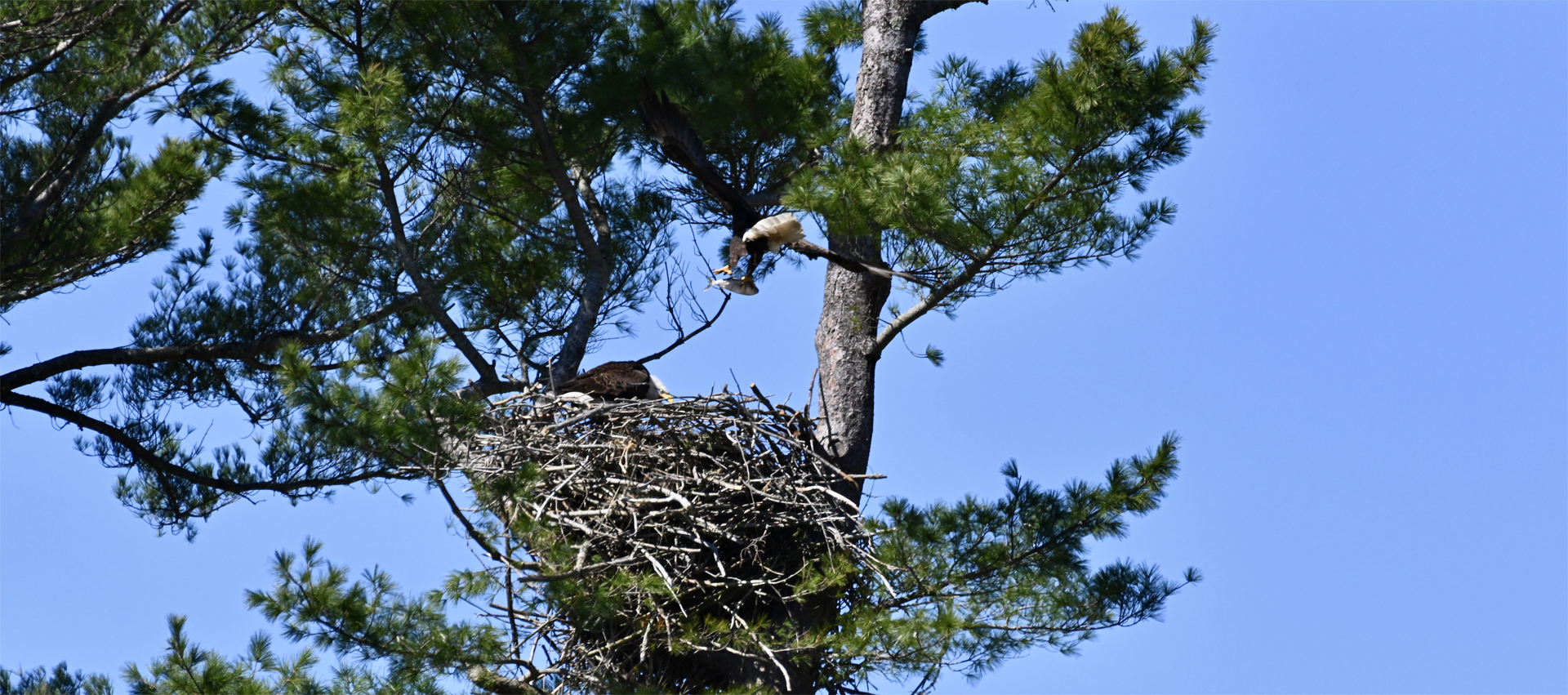 Eagle Dinner