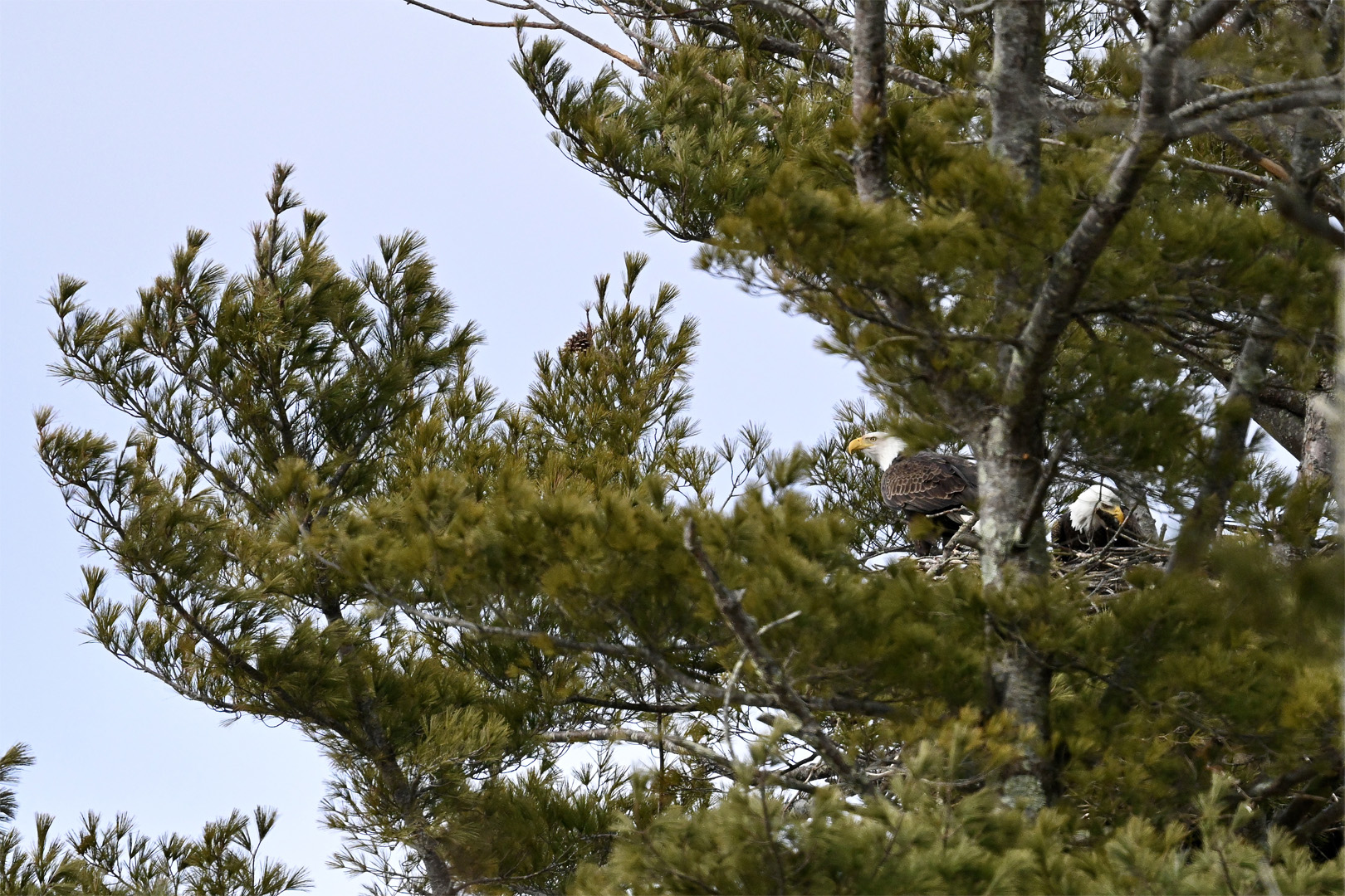 Eagles with New Eggs