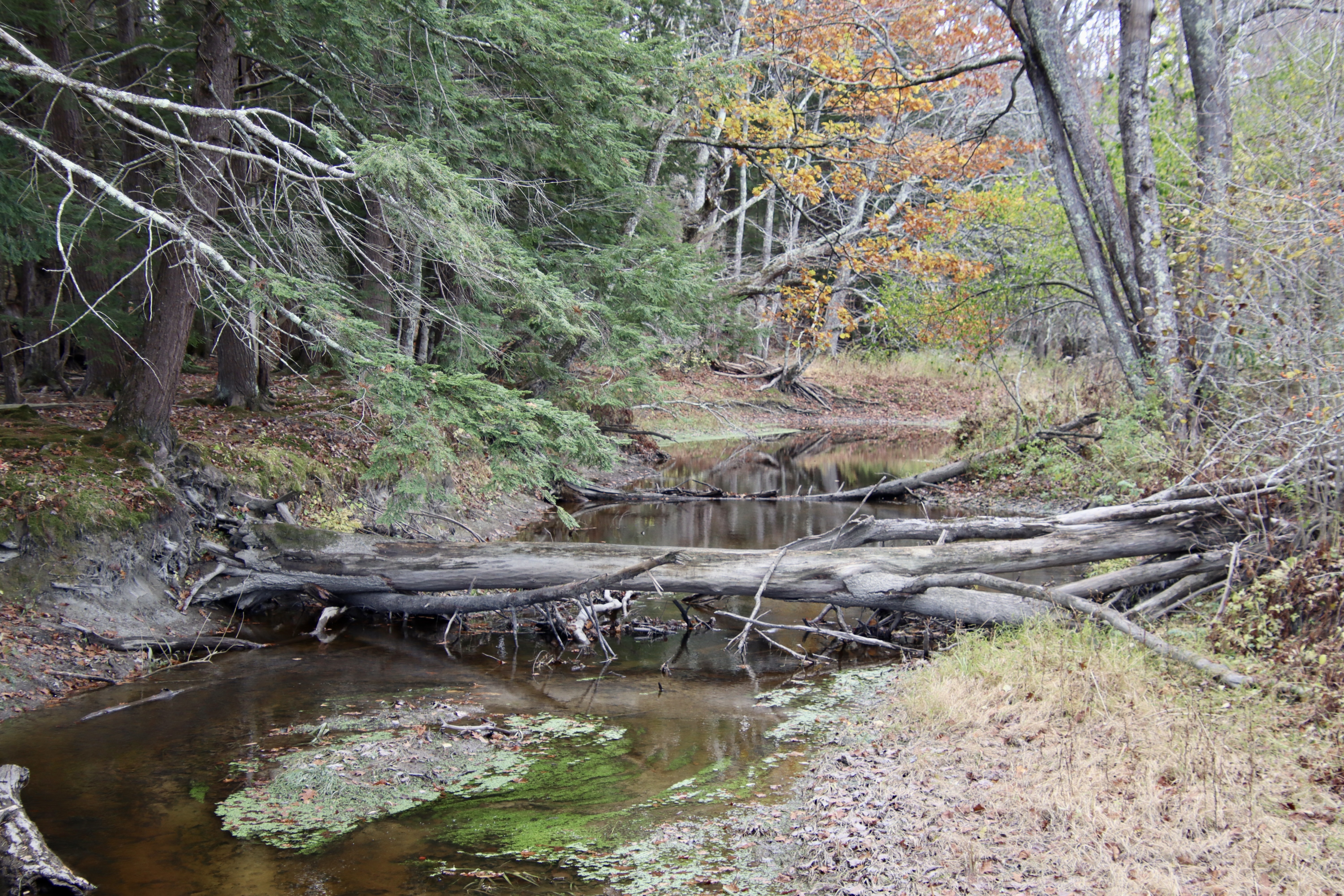 The Nonesuch as it makes its way through the golf course.