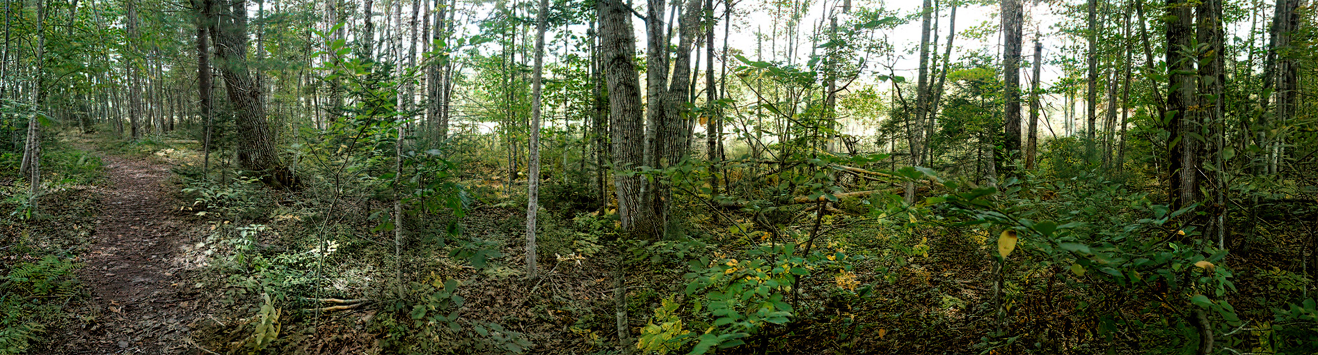 Mill Brook Marsh - Point 4 - Woods Panorama