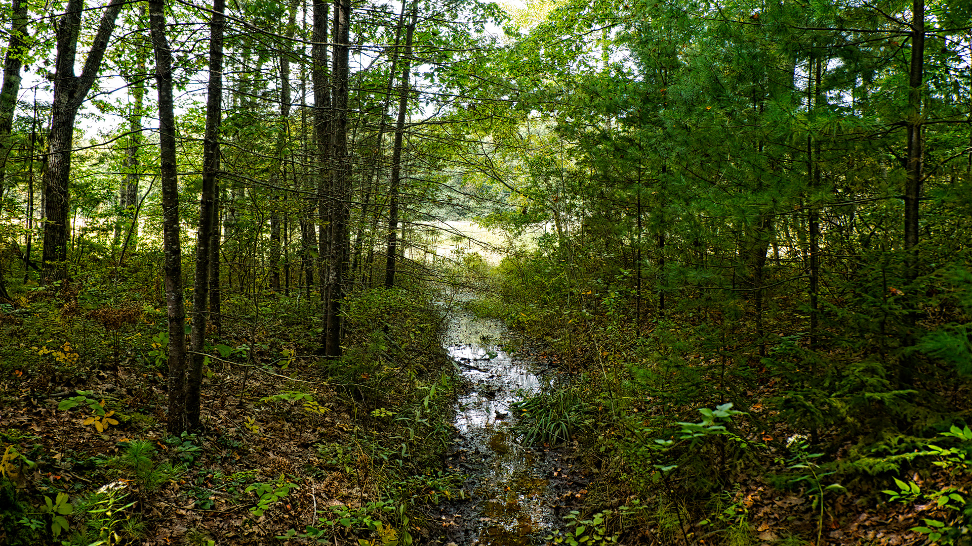 Mill Brook Point 04