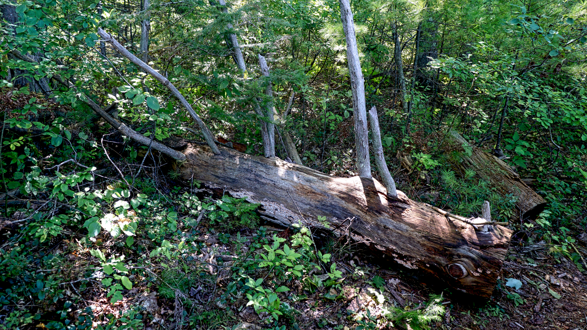 Mill Brook Marsh - Point 5 - Fallen Tree