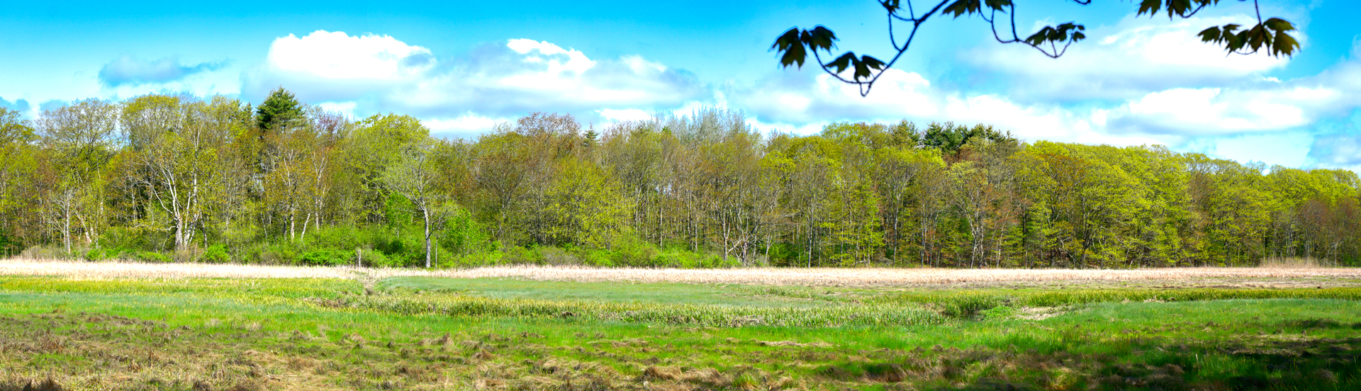 Mill Brook Marsh - Point 6 - Spring Panorama