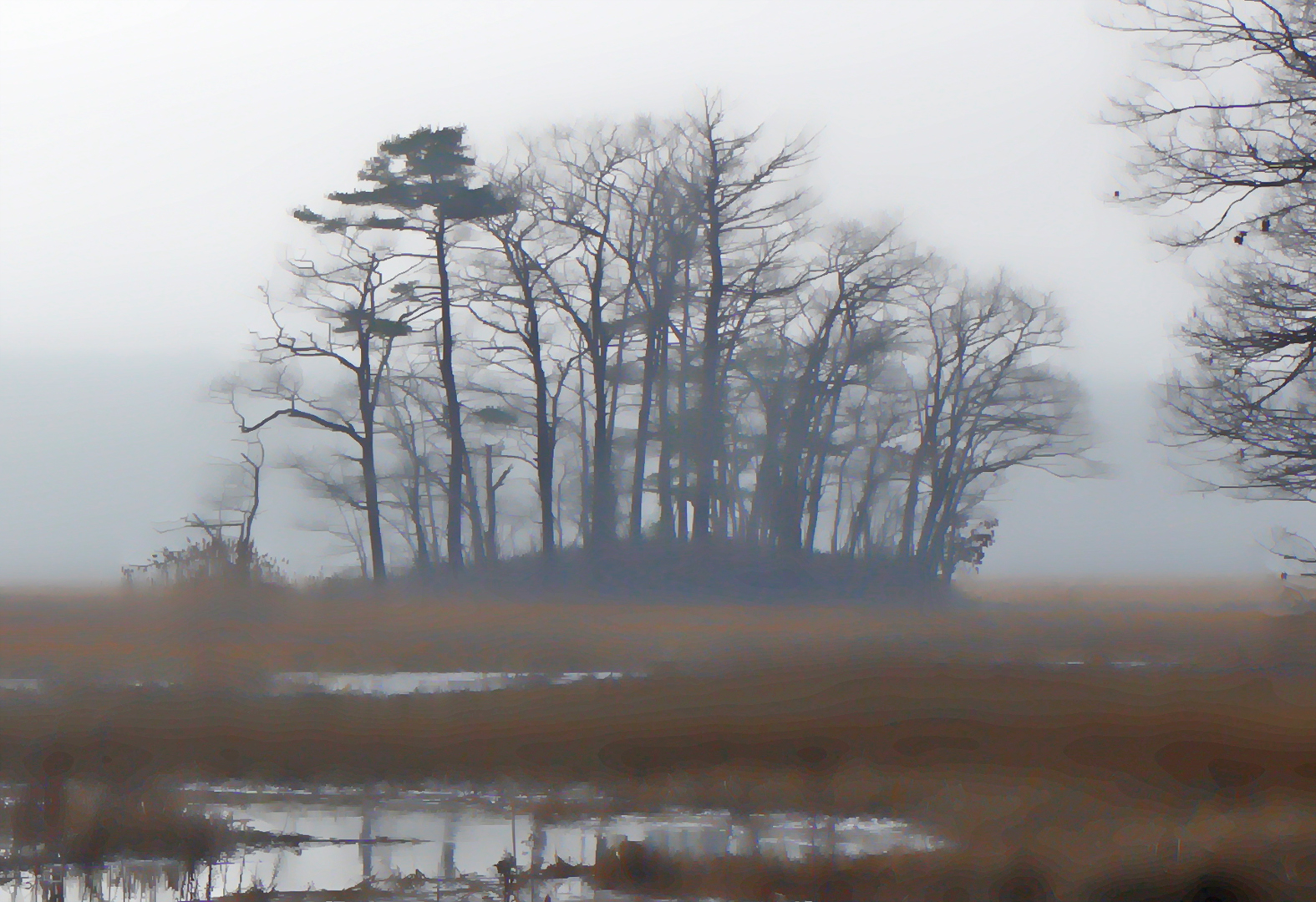 Mill Brook Marsh - Point 6 - Island in Fog