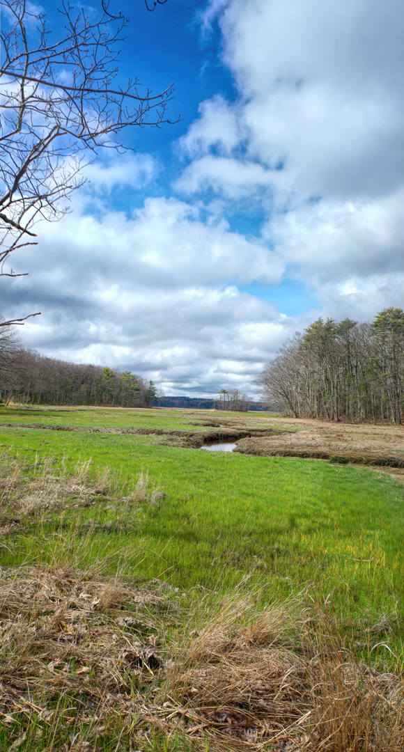 Mill Brook Marsh - Point 7 - Spring