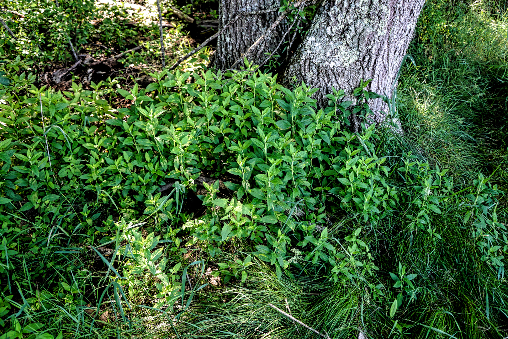 Mill Brook Marsh - Point 9 - Plants