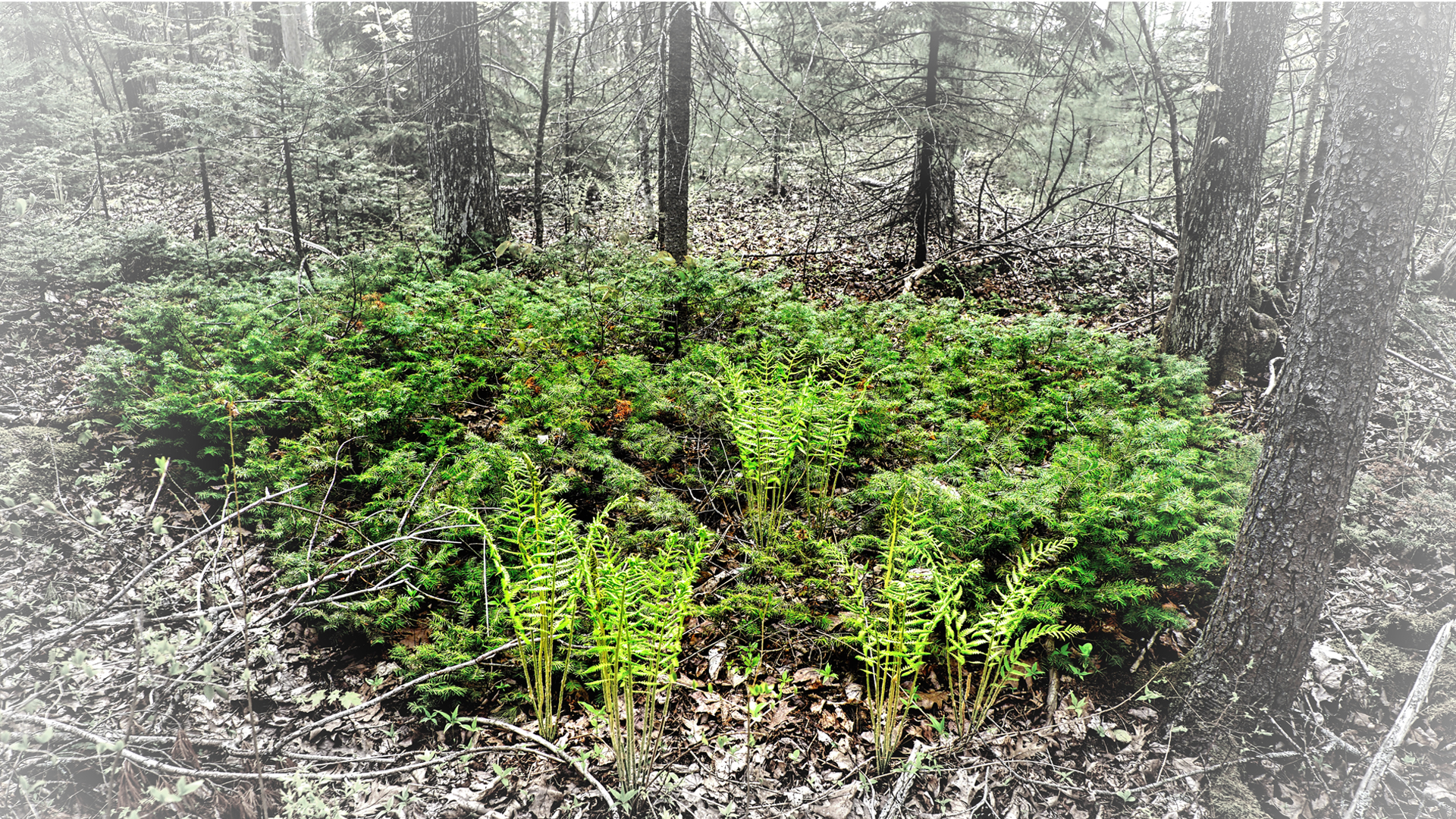 Mill Brook Marsh - Point 10 - Plants