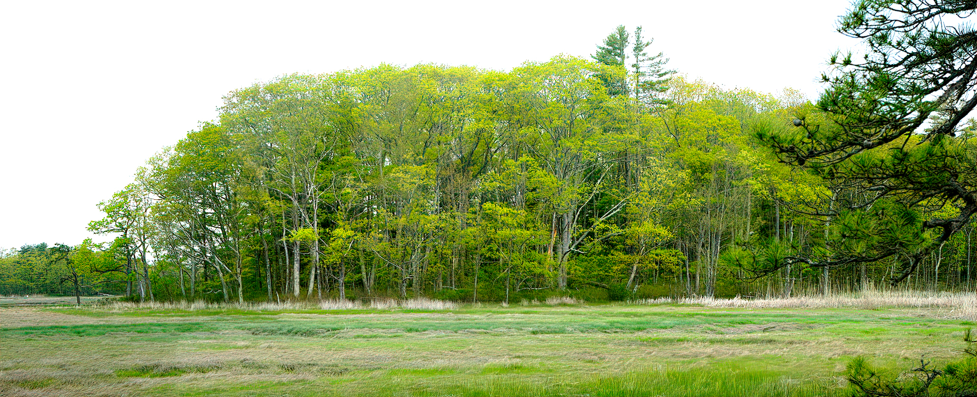 Mill Brook Marsh - Point 11 - Spring Panorama