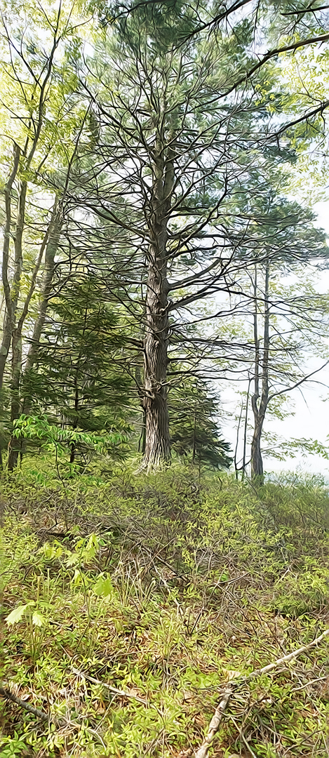 Mill Brook Marsh - Point 12 - Spring