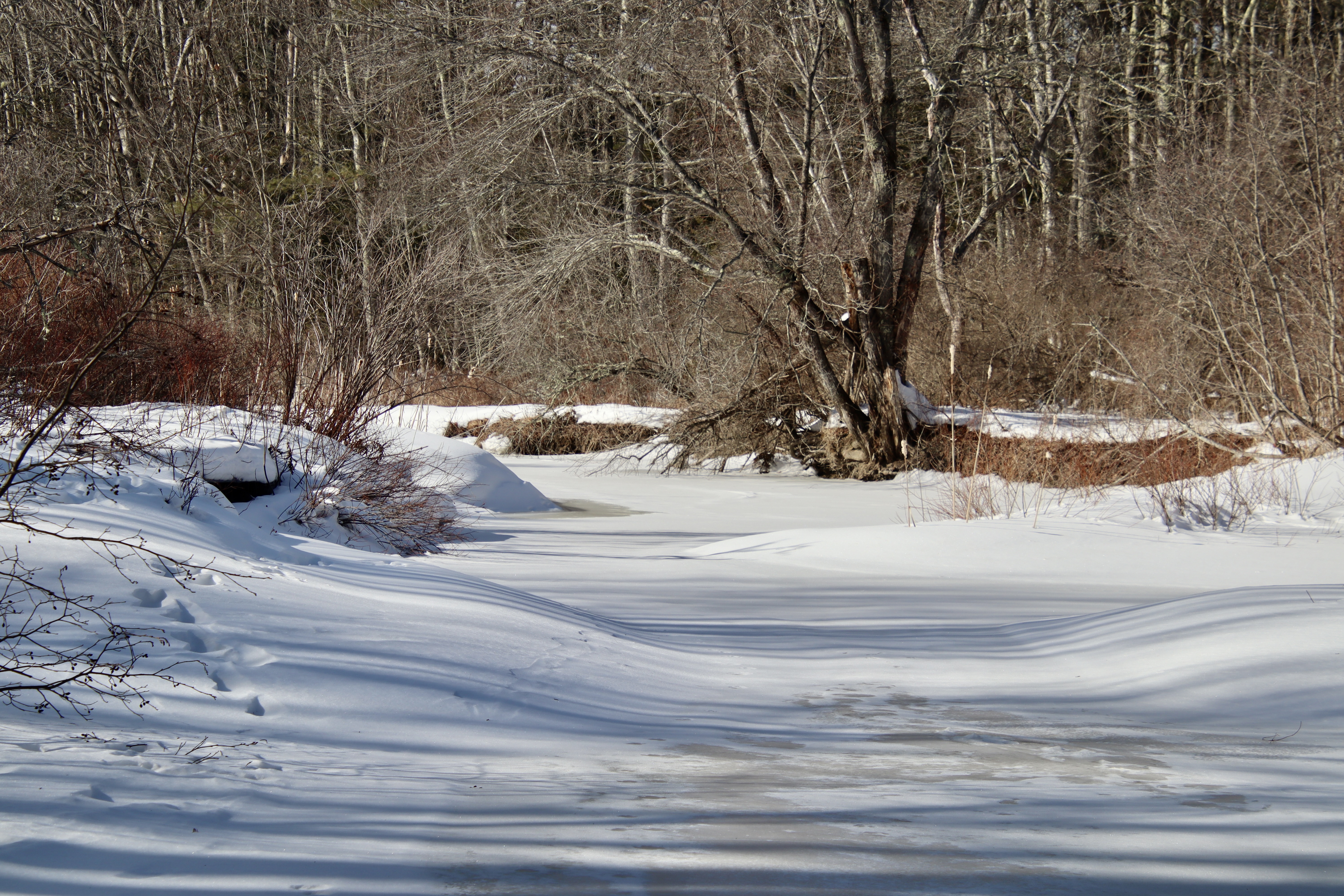 from the Dylan Drive trail