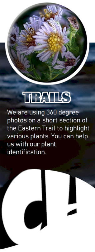 Trail card