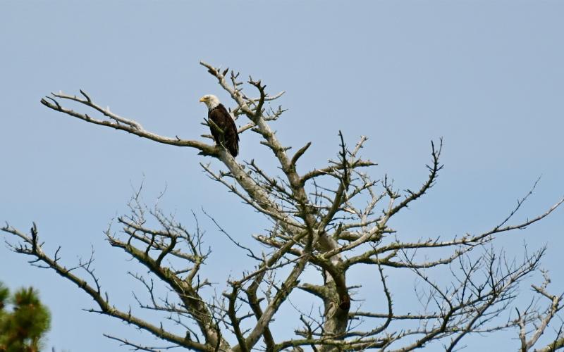 Ilsa on Favorite Perch