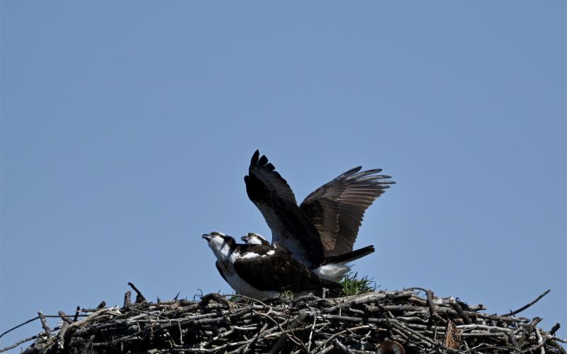 osprey - eye on the intruder
