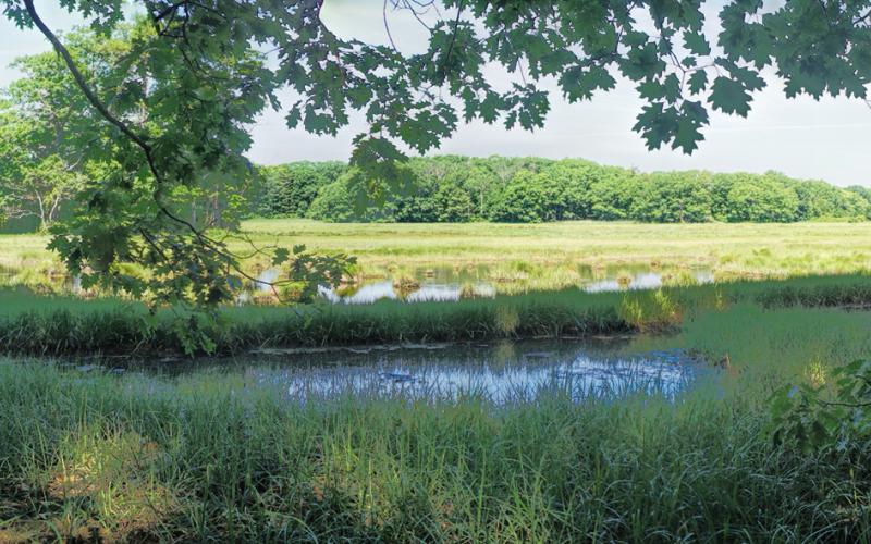 Mill Brook Marsh - Point 9 - Summer Panorama