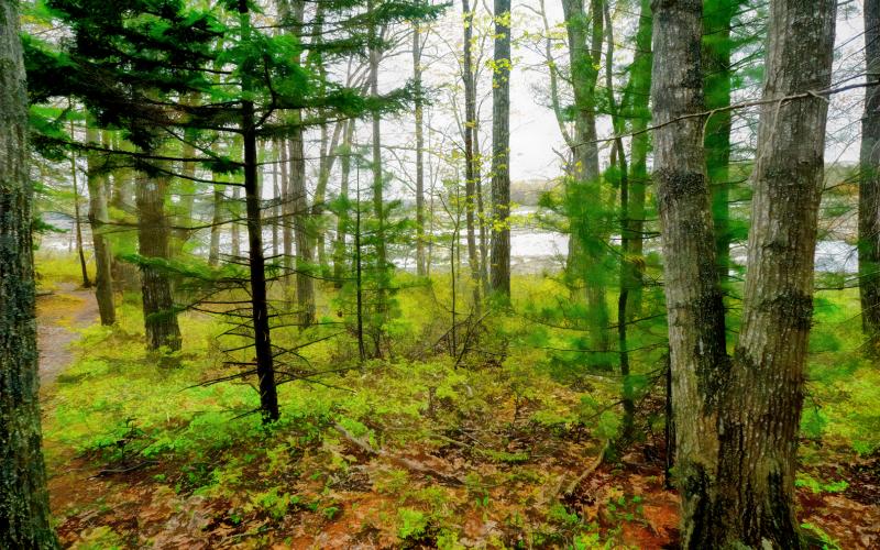 Mill Brook Marsh - Point 10 - Spring