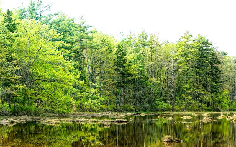 Mill Brook Marsh - Point 12 - Spring Panorama