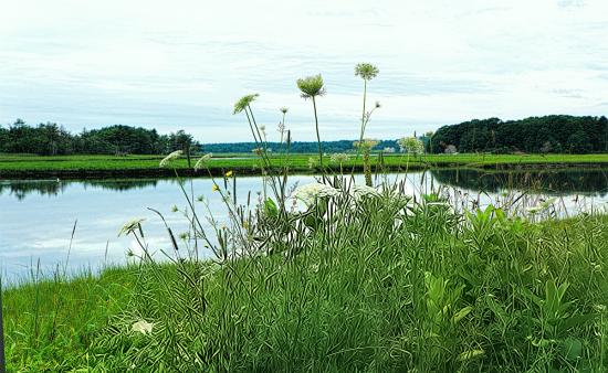 Flowers at Clay Pits - July 17, 2021