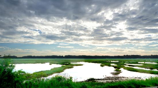 Plummer Island Pannes