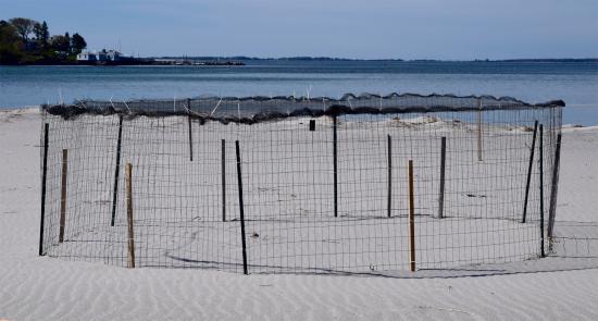 Piping Plover Enclosure