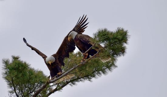 Scarborough's eagle pair Rick and Ilsa