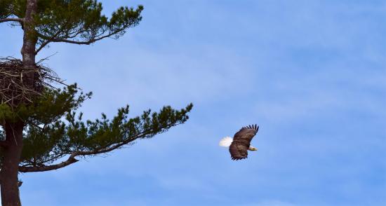 Eagle on the Hunt