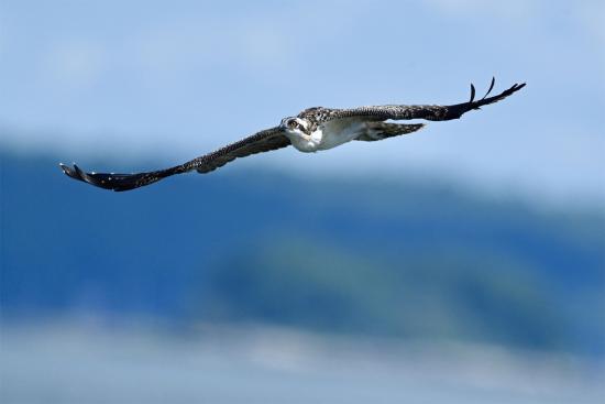 Flight Photo of Female Osprey