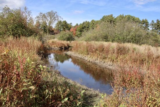 View from the Blue Heron Preserve trail.