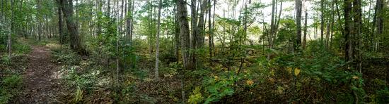 Mill Brook Marsh - Point 4 - Woods Panorama