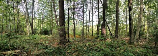 Mill Brook Marsh - Point 4 - Woods Panorama