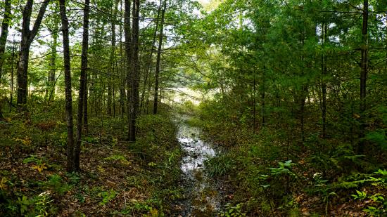 Mill Brook Marsh - Point 4 - Stream
