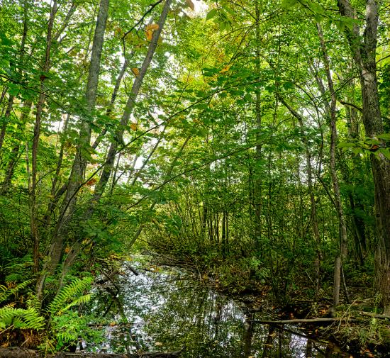 Mill Brook Marsh - Point 4 - Stream