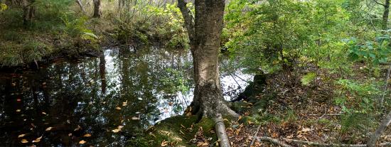 Mill Brook Marsh - Point 4 - Stream