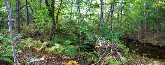 Mill Brook Marsh - Point 4 - Stream