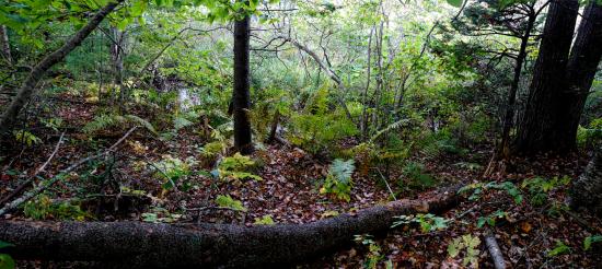 Mill Brook Marsh - Point 4 - Stream