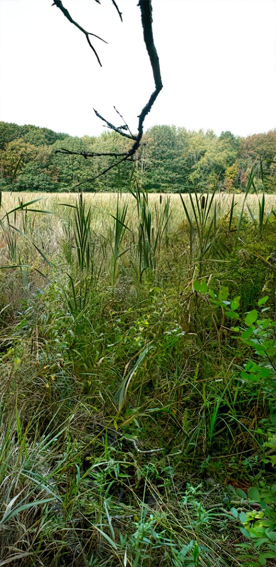 Mill Brook Marsh - Point 4 - Vertical View