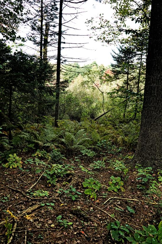 Mill Brook Marsh - Point 4 - Vertical View