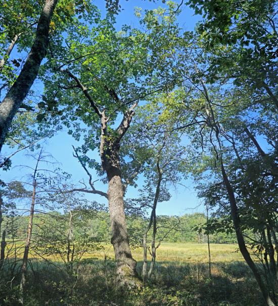 Mill Brook Marsh - Point 5 - Trees
