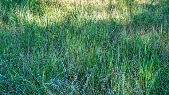 Mill Brook Marsh - Point 5 - Marsh Grass