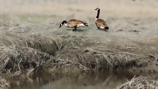 Mill Brook Marsh - Point 7 - Spring