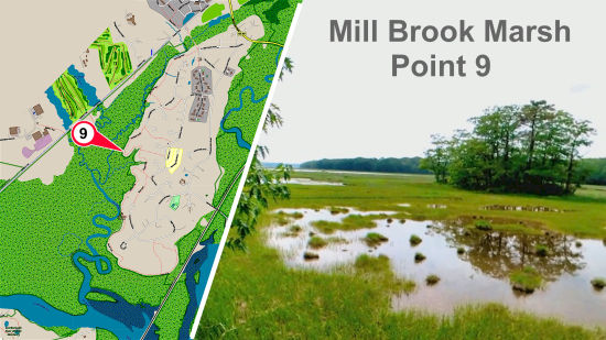 Mill Brook Marsh - Point 9