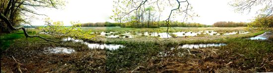 Mill Brook Marsh - Point 9 - Spring Panorama
