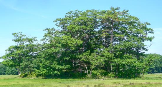 Mill Brook Marsh - Point 9 - Summer View