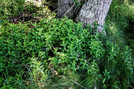 Mill Brook Marsh - Point 9 - Plants