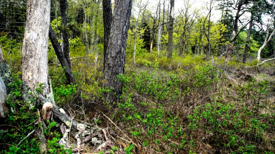 Mill Brook Marsh - Point 11 - Spring Woods
