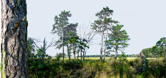 Mill Brook Marsh - Point 11 - Panorama