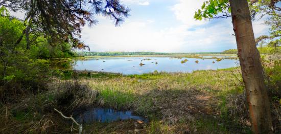 Mill Brook Marsh - Point 12 - Spring Panorama