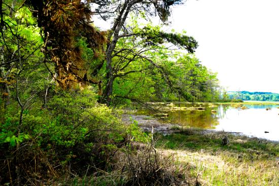 Mill Brook Marsh - Point 12 - Spring Panorama